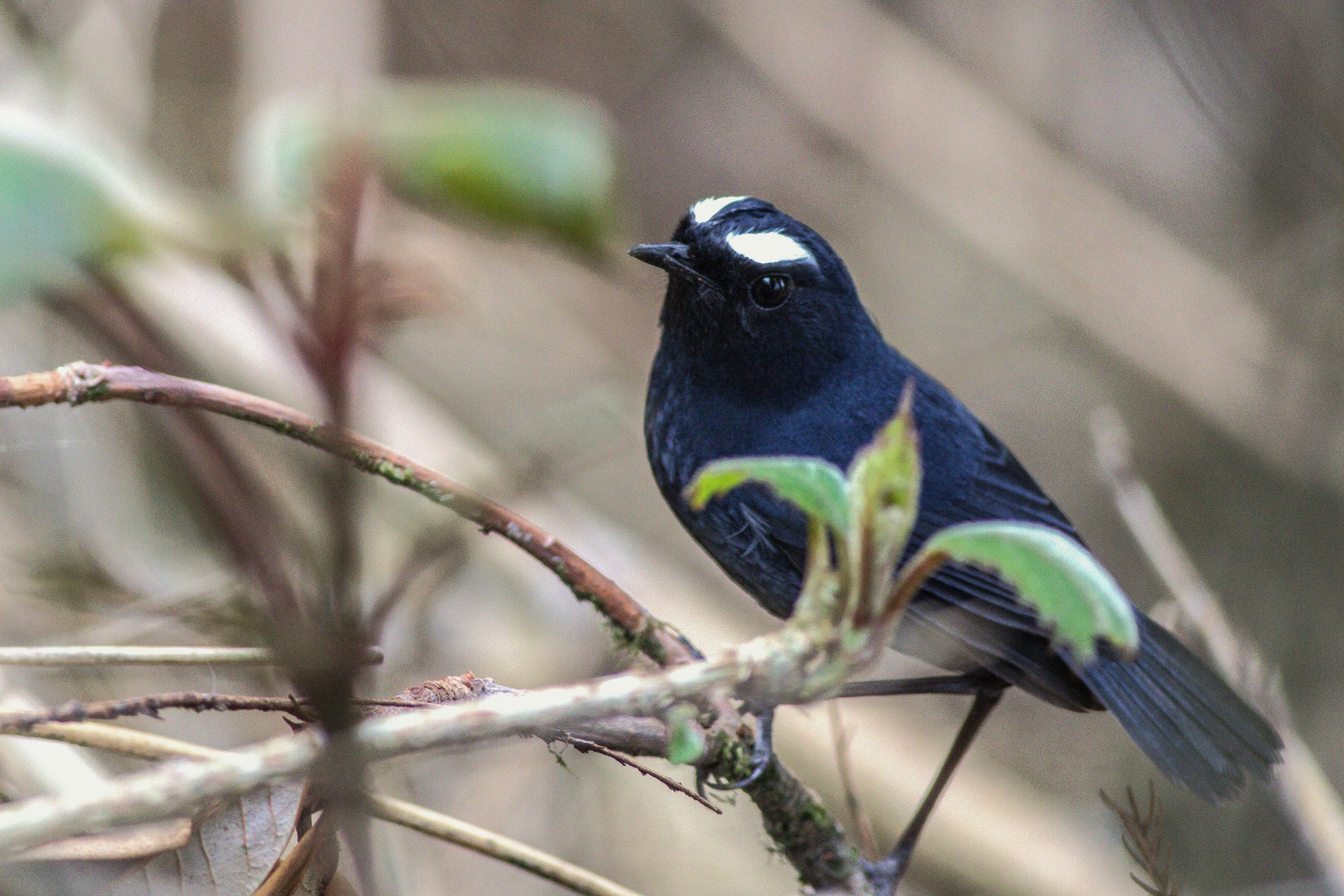 Himalayan Bird Count Pangolakha WLS East Sikkim Sikkim Birds 13th May ...